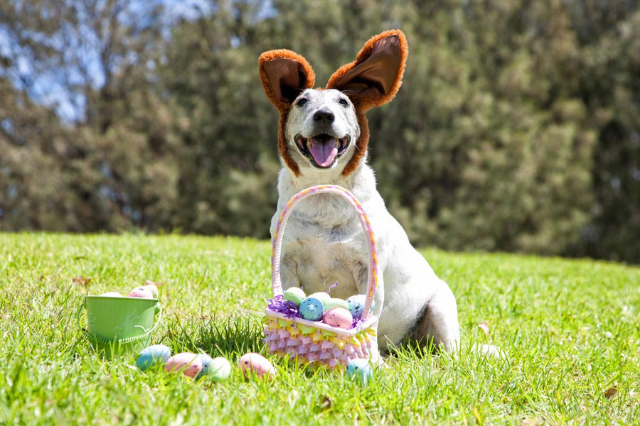 Tasty Homemade Easter Treats for Your Dog