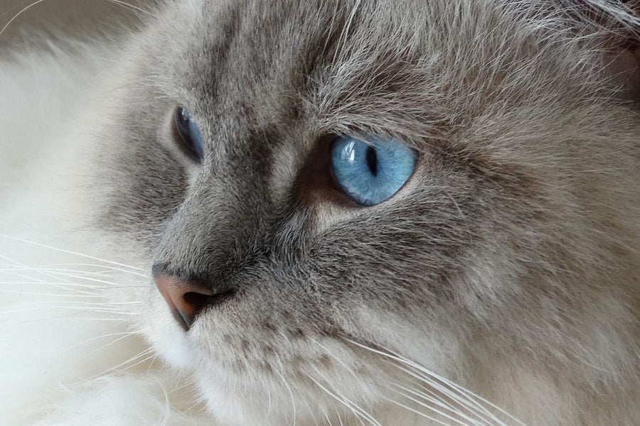 The 10 Most Photogenic Cat Breeds