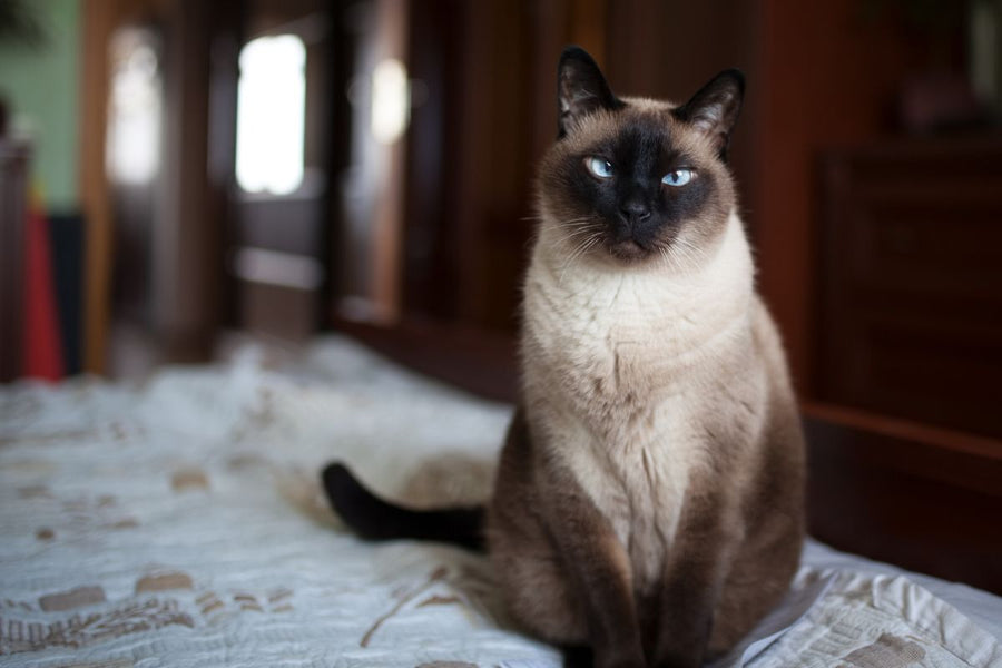 Siamese Cats: A Breed Fit For Royalty