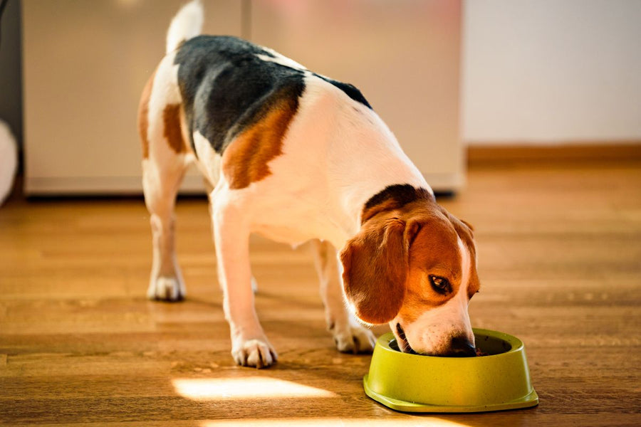 13 Toxic Foods For Dogs: What to Avoid