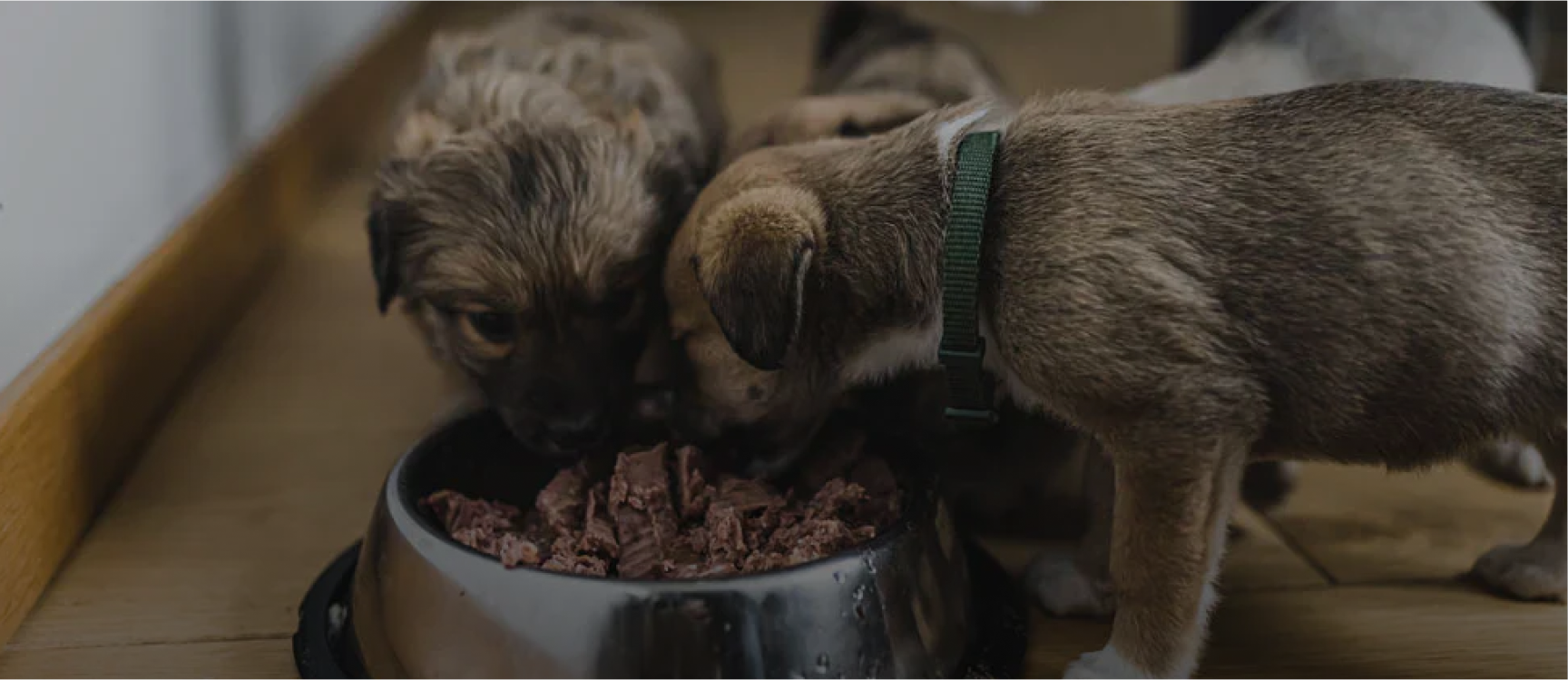 Each Portrait Feeds Rescued Animals