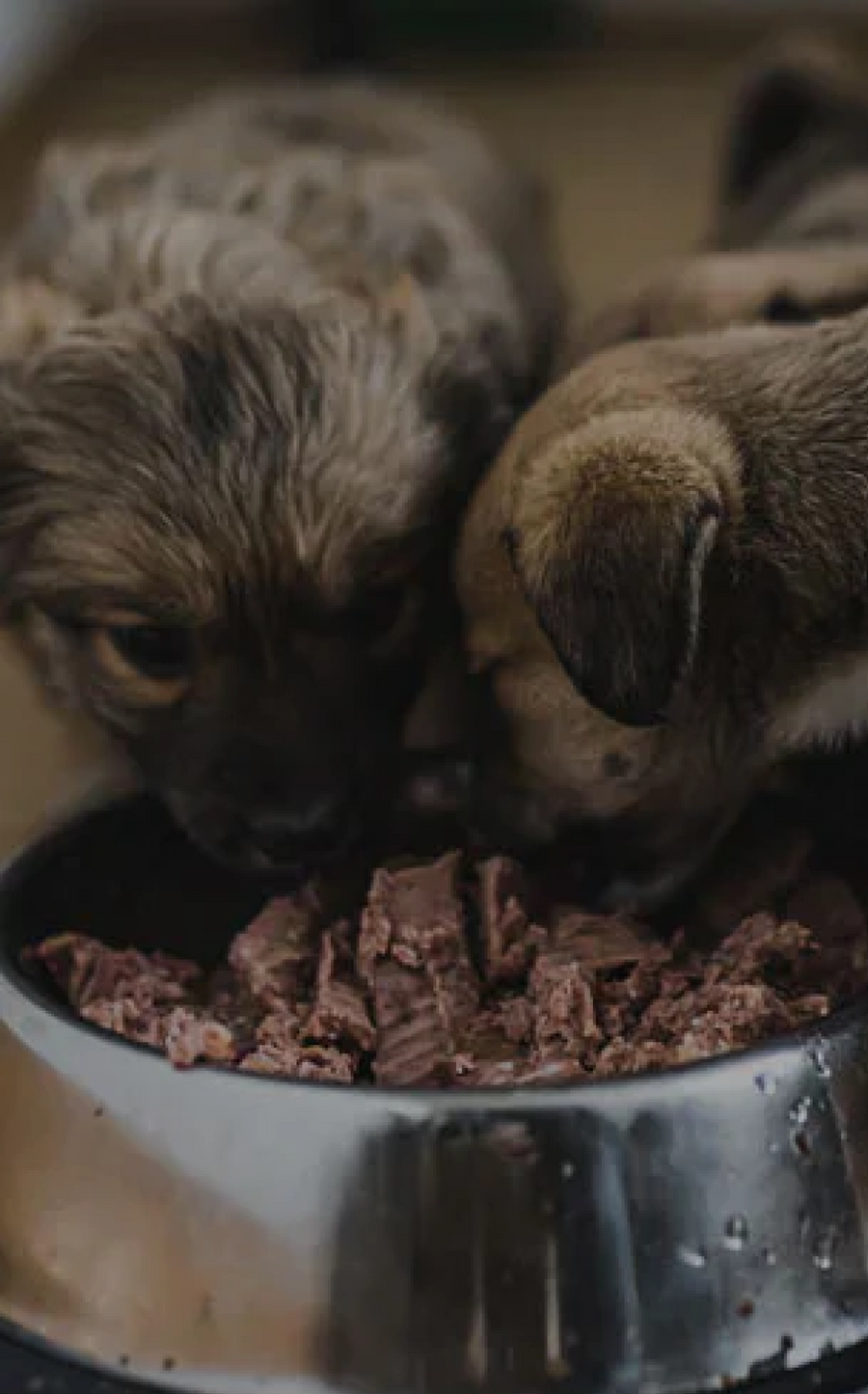 Each Portrait Feeds Rescued Animals