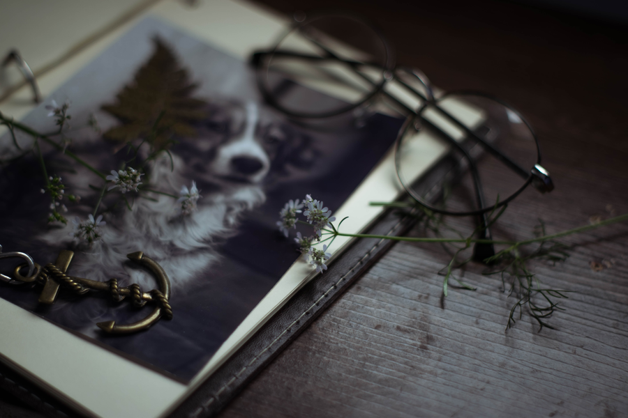 Unleashing Love: Dog Memorial Quotes