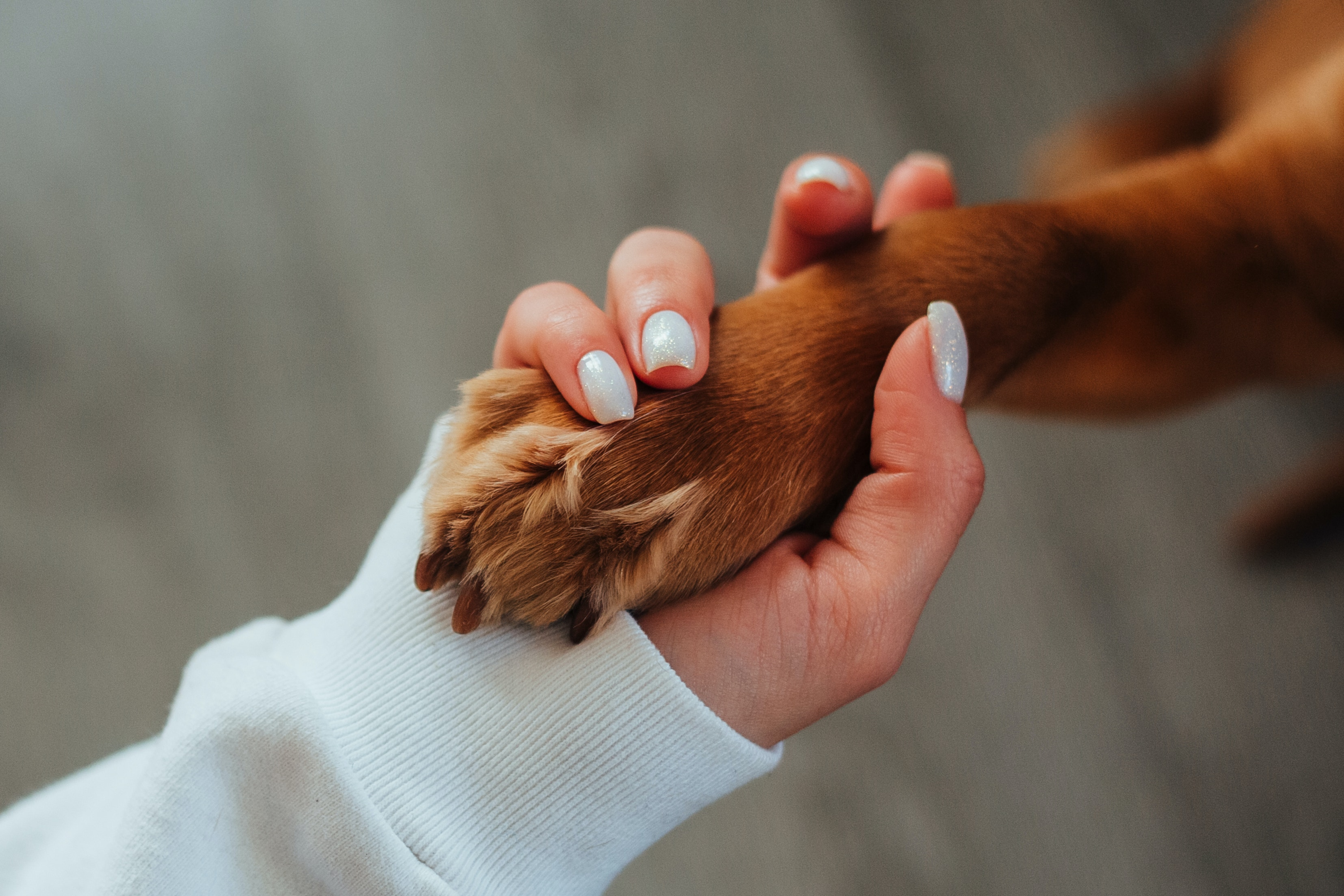 Rest in Peace for Your Dog: Losing a Furry Best Friend