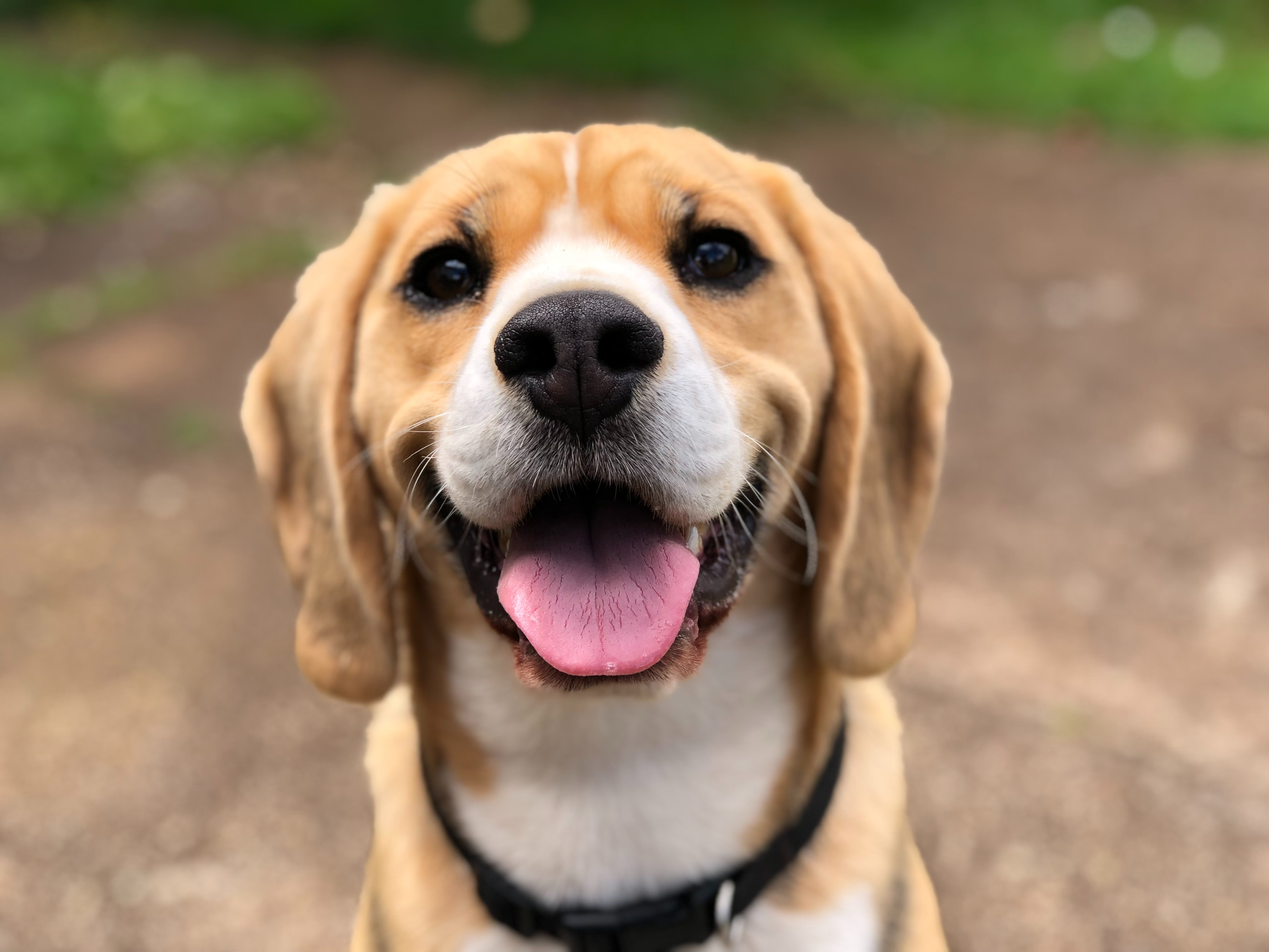 Dogs Go to Heaven Quotes: A Celestial Journey with Man's Best Friend