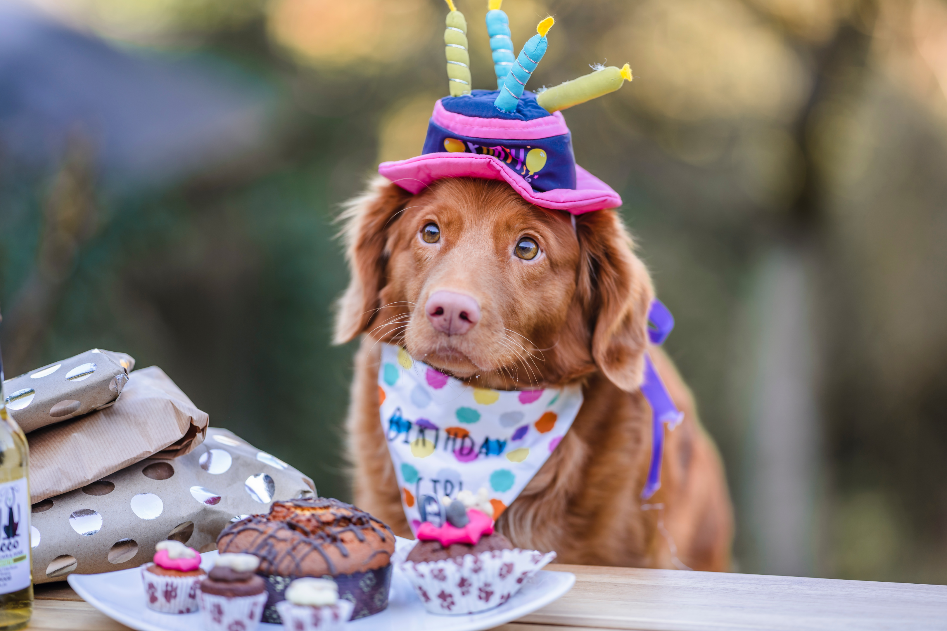Paws for Celebration: Making Your Dog's Birthday Unforgettable