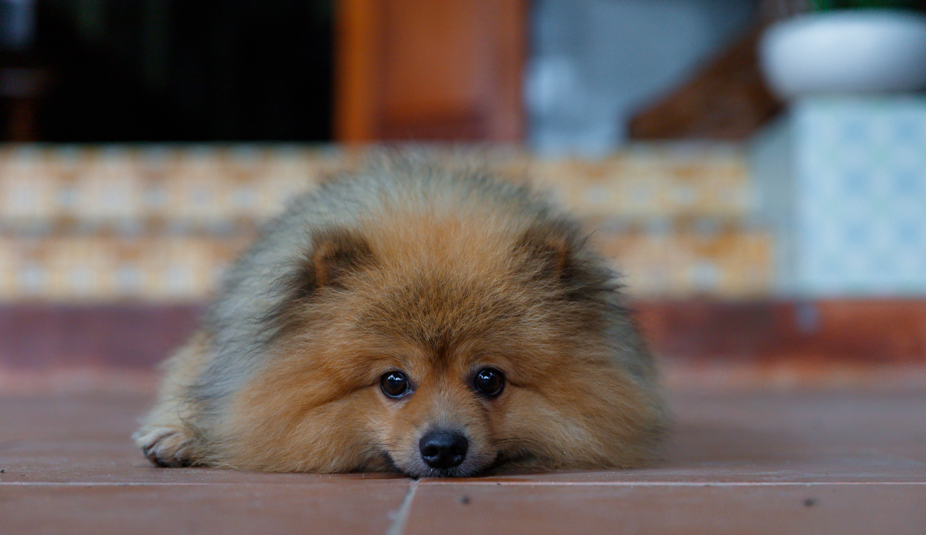 Cherishing Your Furry Friend: Beautiful and Unique Dog Urn Ideas