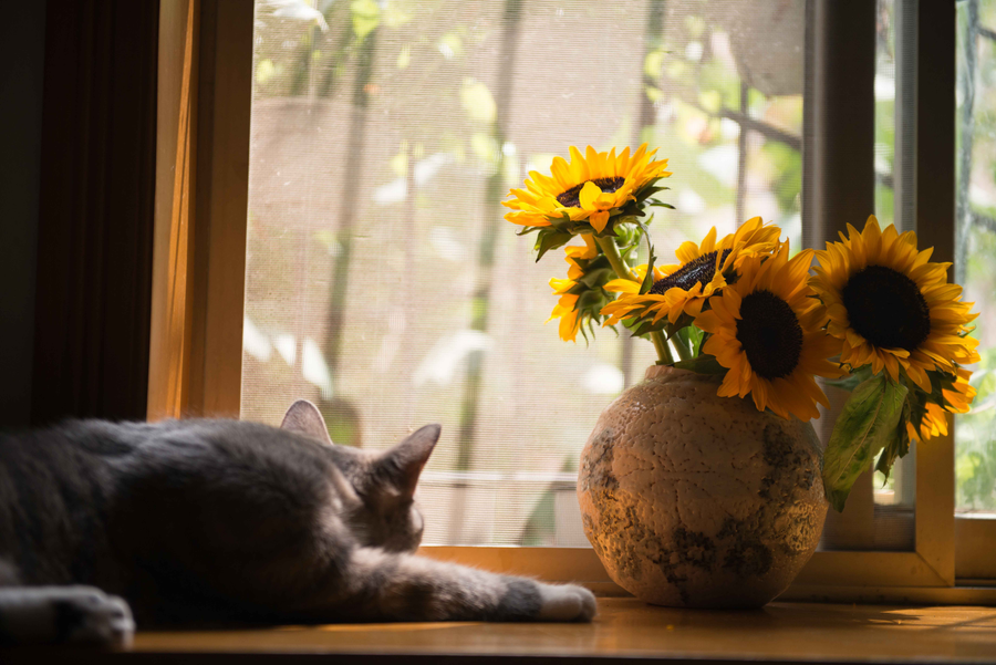 The Echo of Paws: An Exploration into Cat Pet Loss and the Enduring Love for Our Furry Friends