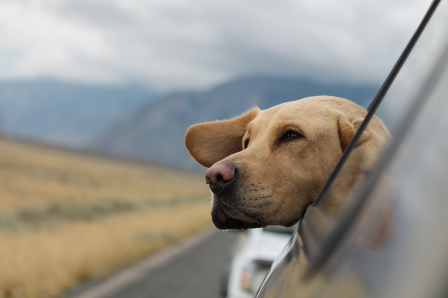 The Incomparable Love: Sayings for the Loss of a Pet