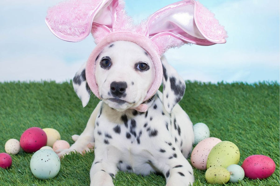 How to Create the Perfect Easter Egg Dog Hunt