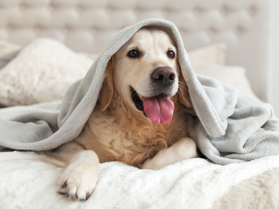 How to Keep Your Pet Warm in the Winter