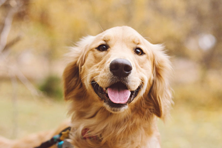 The 10 Most Photogenic Dog Breeds