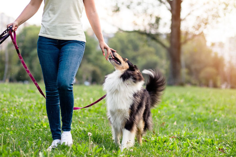 How Owning Pets Can Improve Your Mental Health