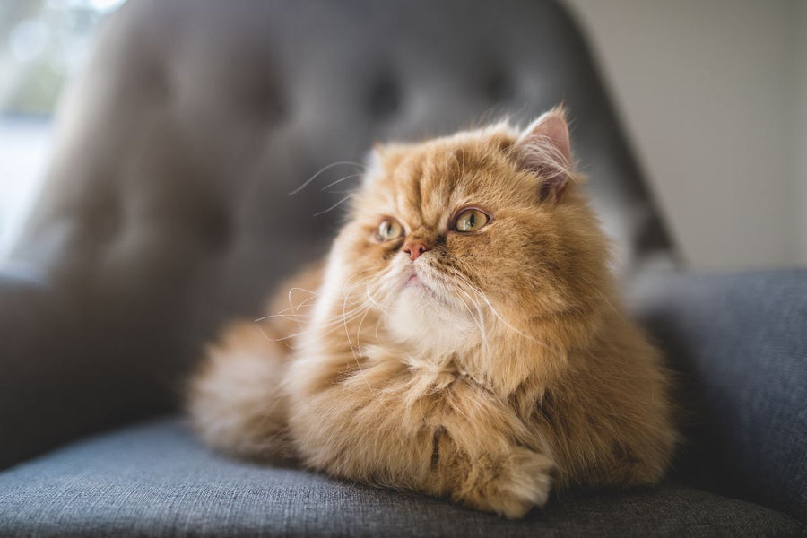 Tips For Keeping Your Cat's Coat Shiny and Beautiful