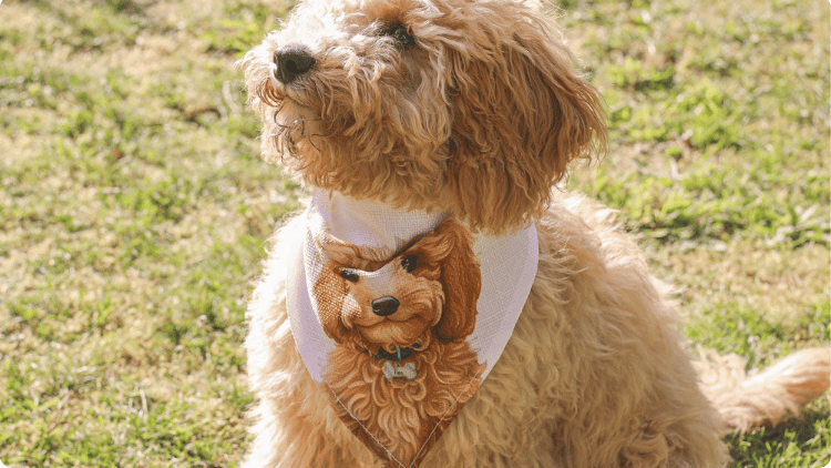 Custom Pet Apparel: Fashionable and Functional