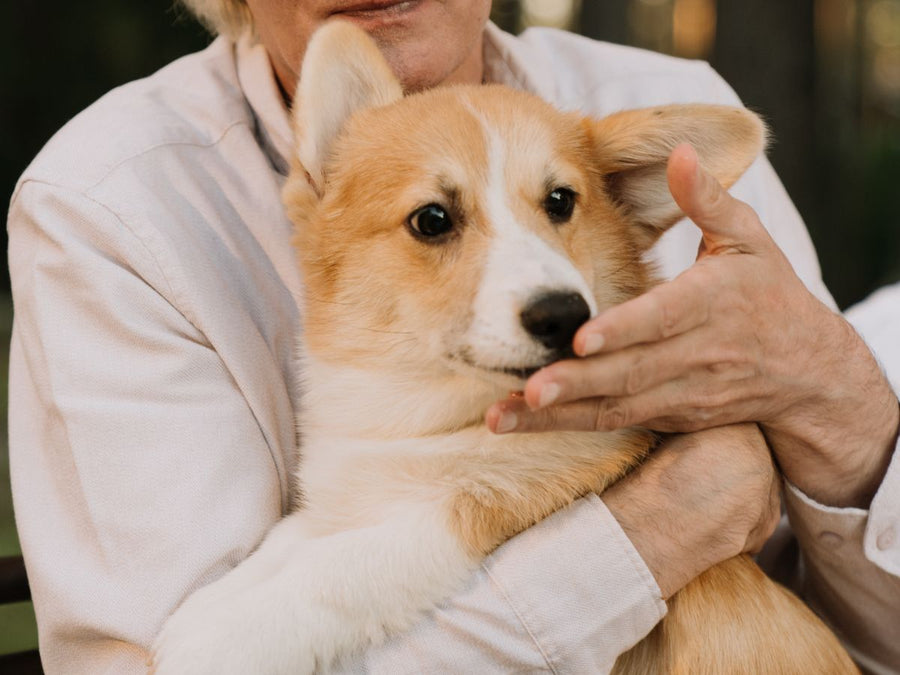 How Owning a Pet May Lower Your Risk of Dementia