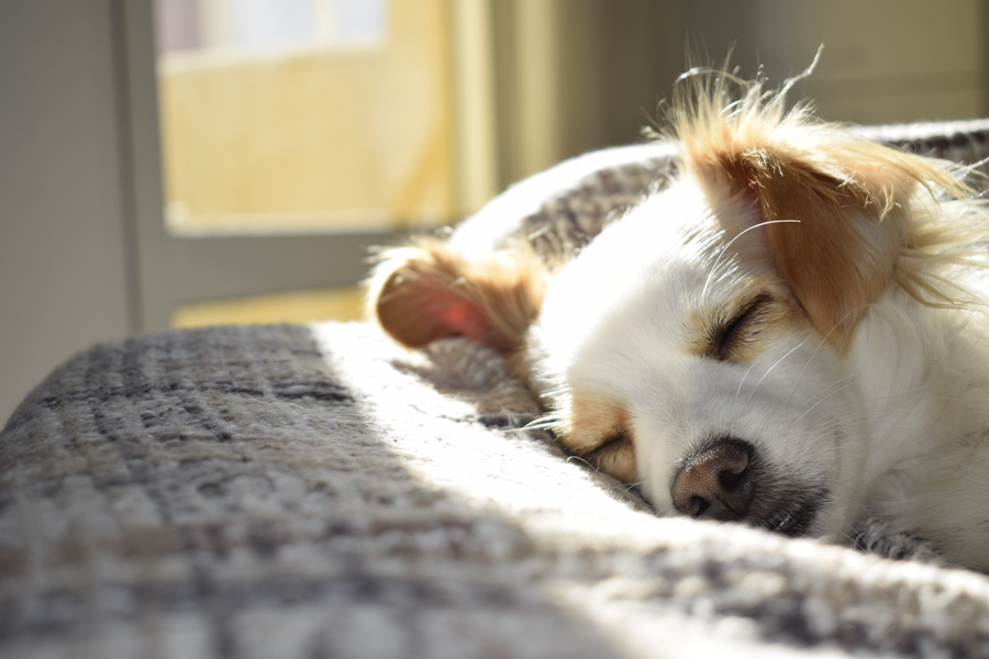 Goodbye Message To My Dog: A Tribute To My Only Friend