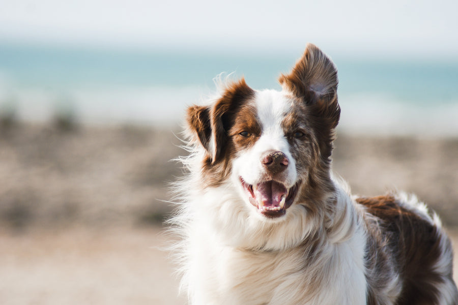 Furry Stars: The Potential Earnings of TikTok's Canine Celebrities