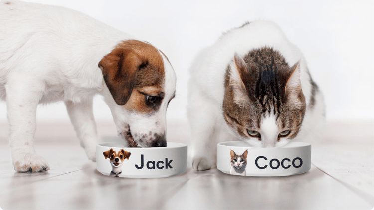 pet bowls