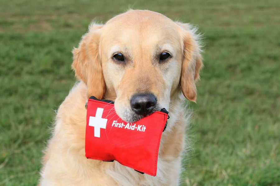 Pet First Aid Tips: Techniques Every Pet Owner Needs to Know