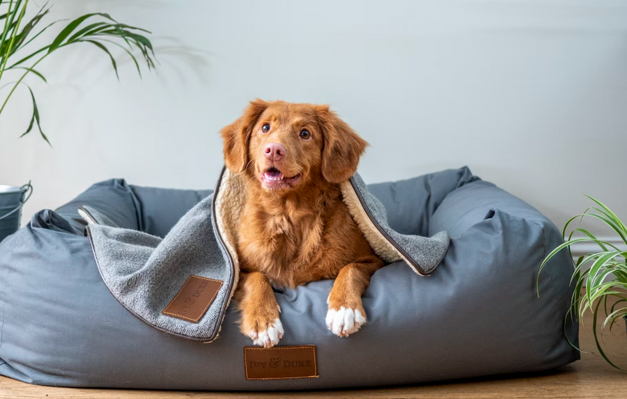 Mastering Pet Photography: Tips for Capturing the Ideal Shot for Your Custom Cartoon Portrait