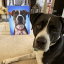 Turn Your Dog Into A Cartoon Portrait  PetPortraits.com   