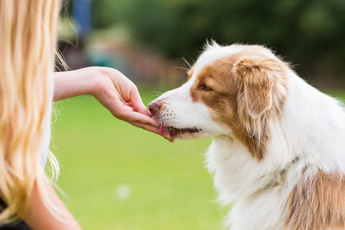 A dog owner feeding their dog homemade treats.
