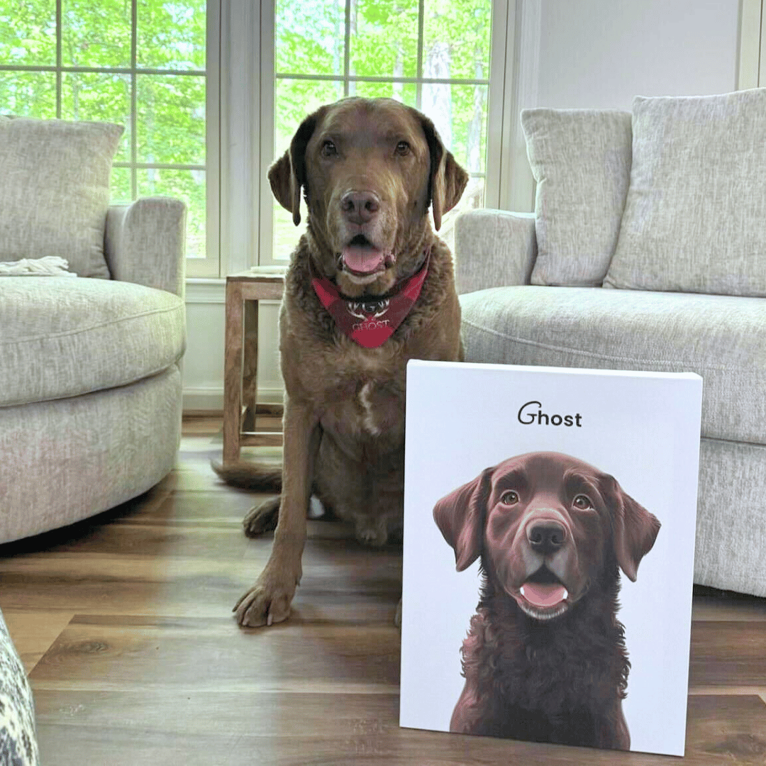 Chocolate Labrador sitting beside its custom pet portrait canvas