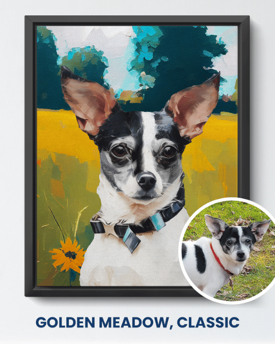 Golden Meadow classic portrait of a small black and white dog