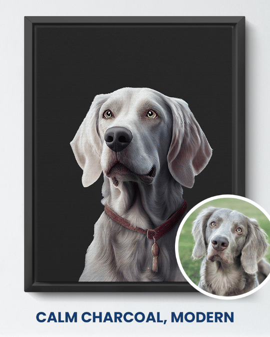 Calm Charcoal modern portrait of a Weimaraner
