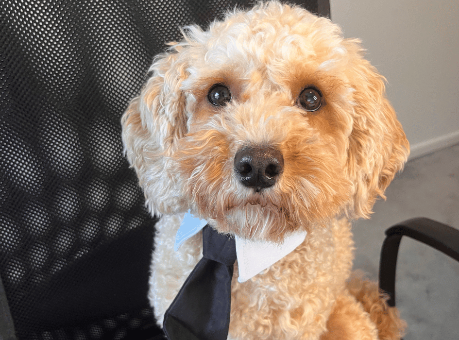Leo the Cavapoo